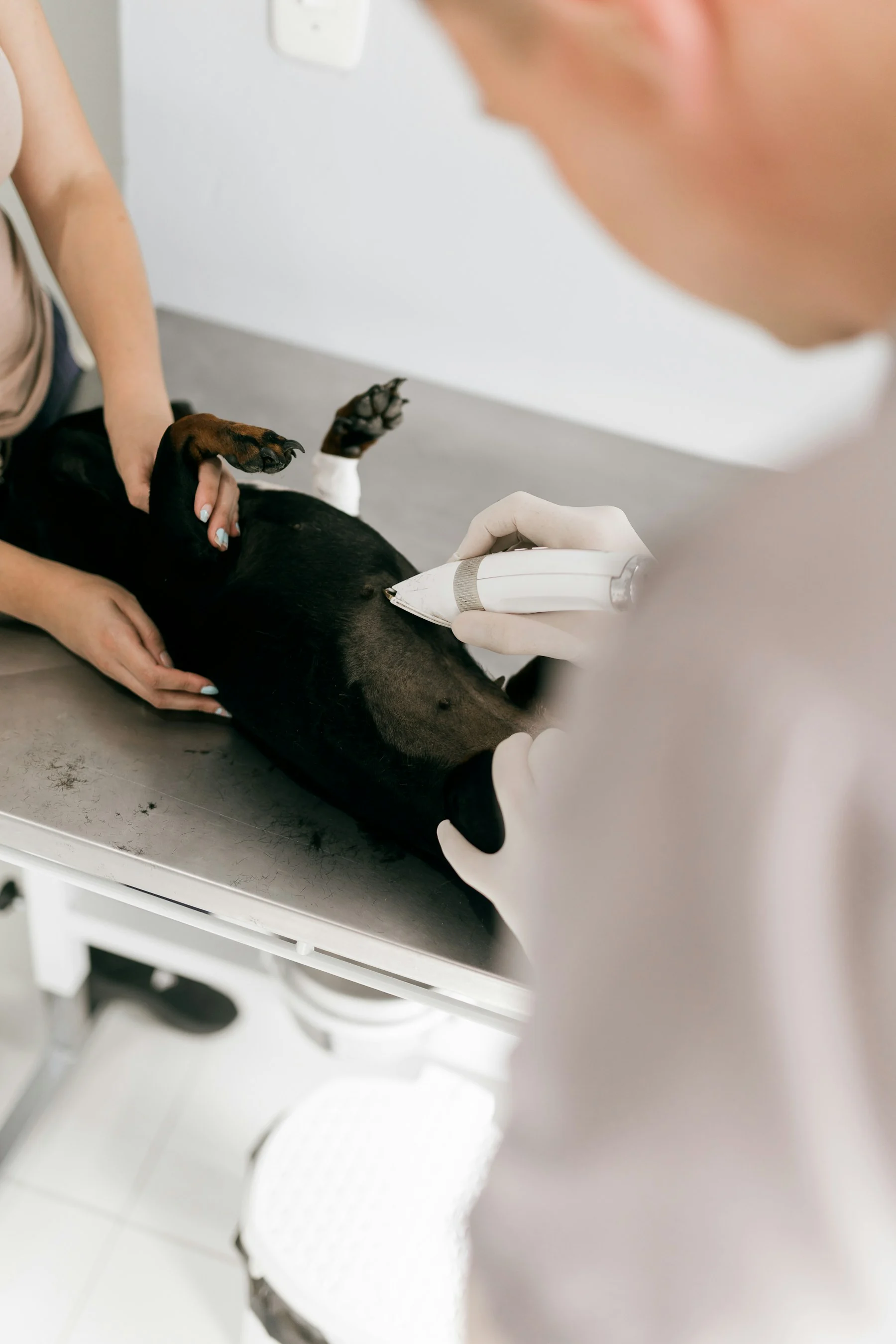 Veterinario examinando a un perro en una camilla clinica